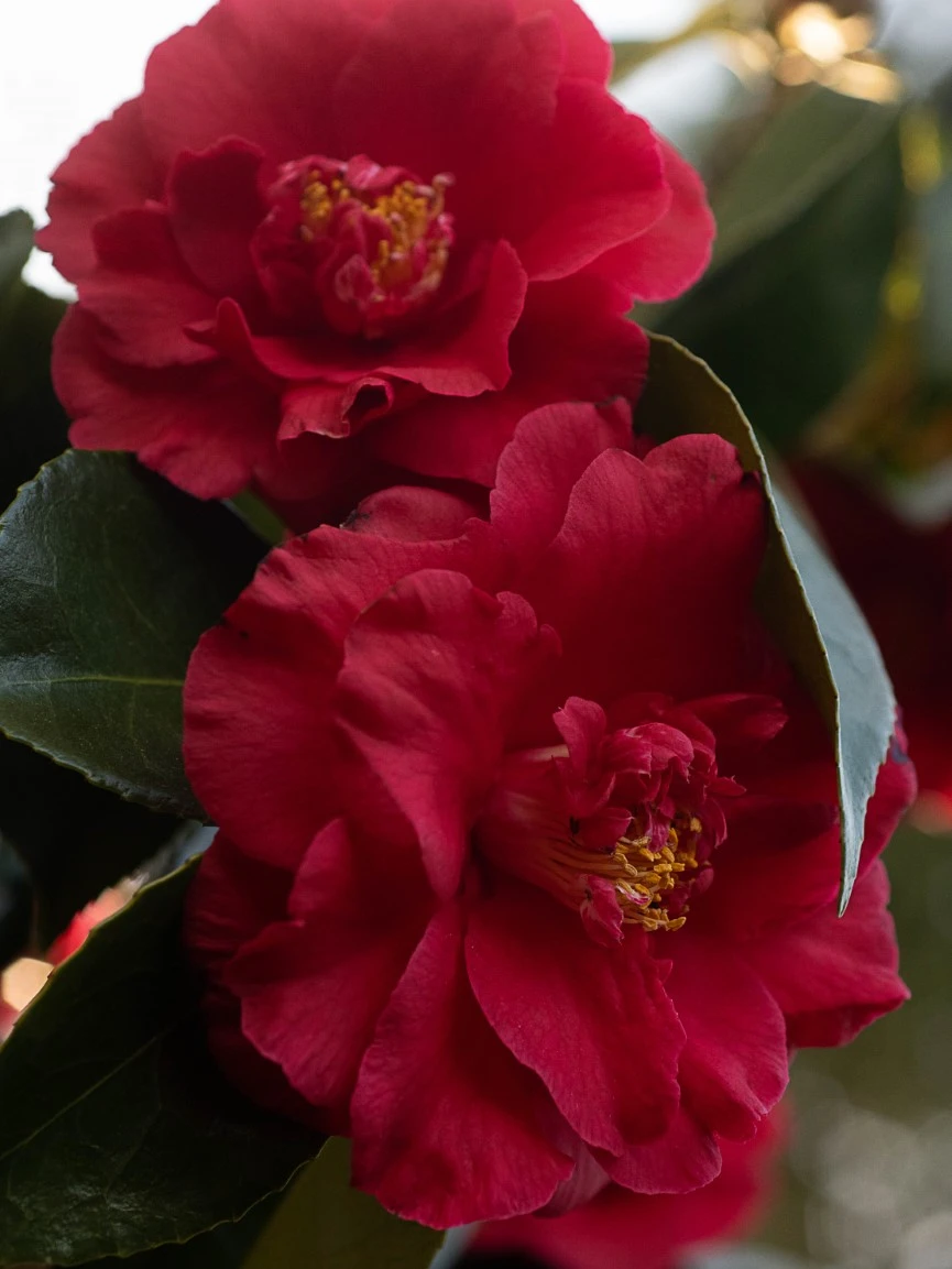 C. japonica 'Grand Slam'